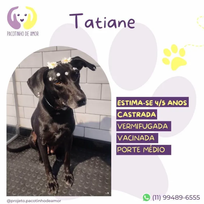Cachorro ra a SRD-ViraLata idade 5 anos nome Tatiane