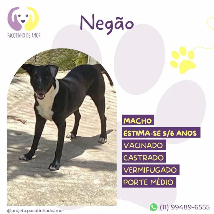 Cachorro ra a SRD-ViraLata idade 6 ou mais anos nome Negão