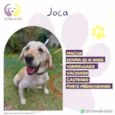 Joca