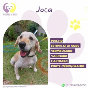 Cachorro raça Labrador idade 6 ou mais anos nome Joca