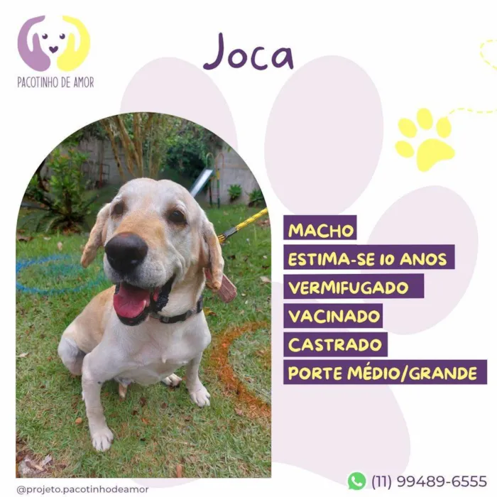 Cachorro ra a Labrador idade 6 ou mais anos nome Joca