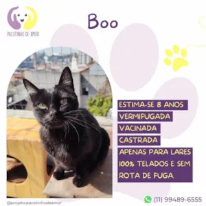 Gato raça SRD-ViraLata idade 6 ou mais anos nome Boo