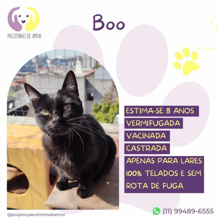 Gato ra a SRD-ViraLata idade 6 ou mais anos nome Boo