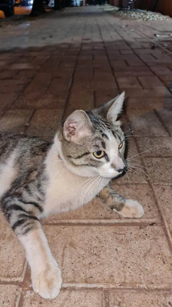 Gato ra a SRD-ViraLata idade 1 ano nome Encontrado