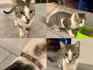 Gato raça SRD-ViraLata idade 1 ano nome Encontrado