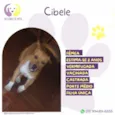 Cibele 