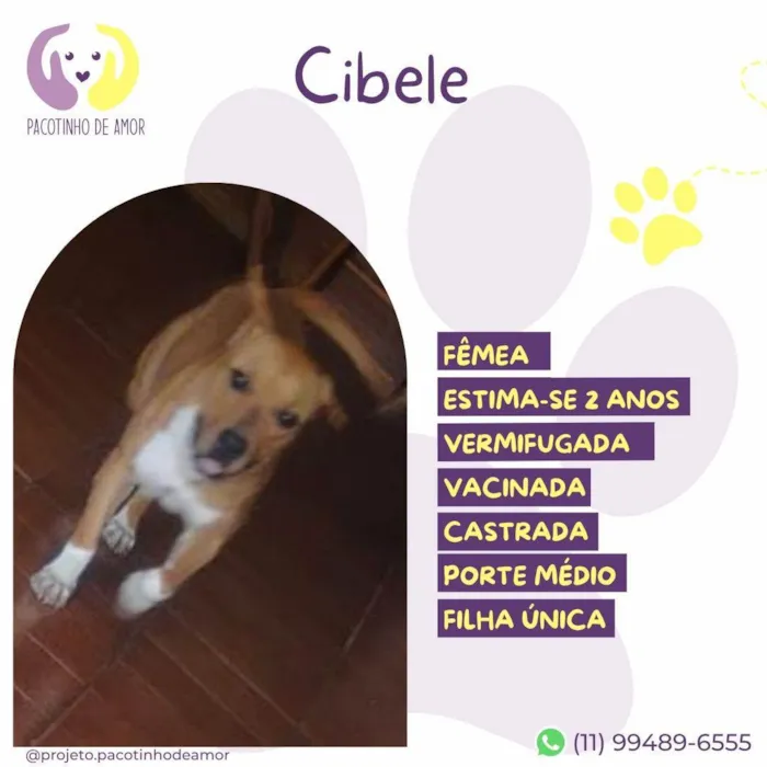 Cachorro ra a SRD-ViraLata idade 2 anos nome Cibele 