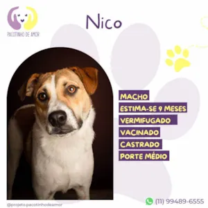 Cachorro raça SRD-ViraLata idade 7 a 11 meses nome Nico