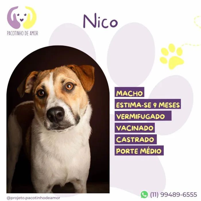 Cachorro ra a SRD-ViraLata idade 7 a 11 meses nome Nico