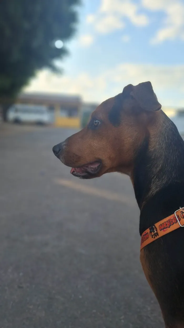 Cachorro ra a SRD-ViraLata idade 2 a 6 meses nome Luffy