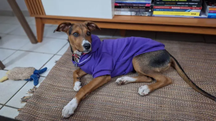 Cachorro ra a SRD-ViraLata idade 2 a 6 meses nome Luffy