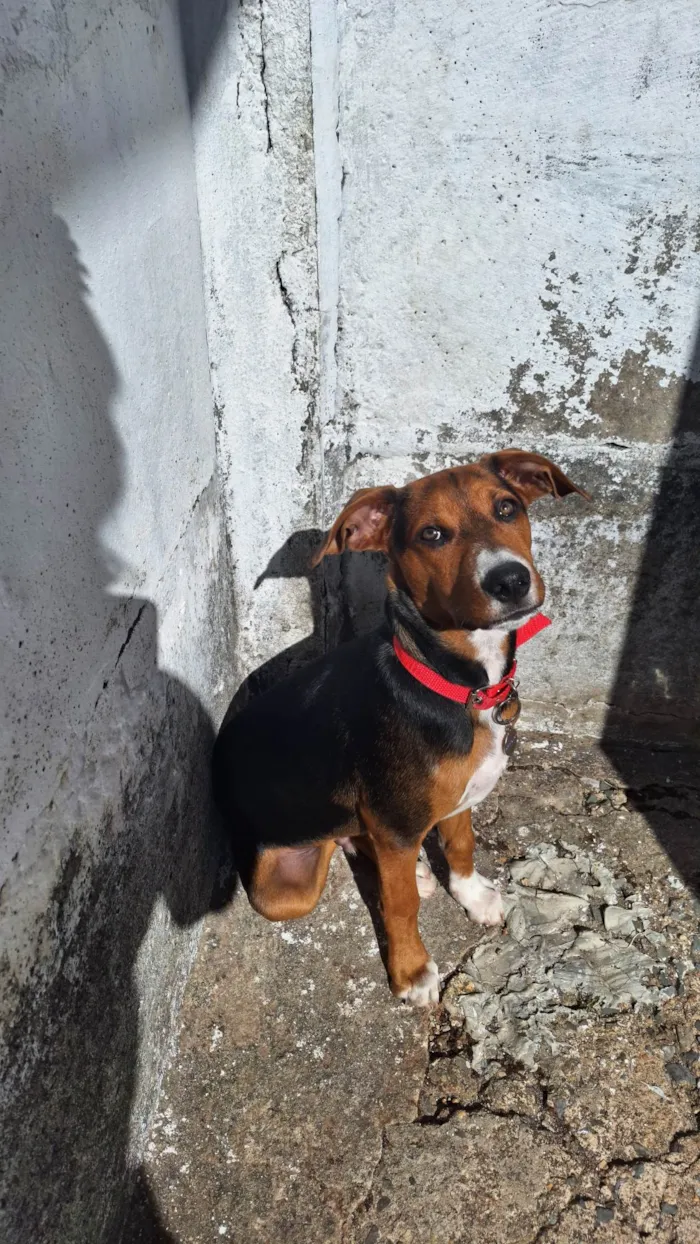 Cachorro ra a SRD-ViraLata idade 2 a 6 meses nome Luffy