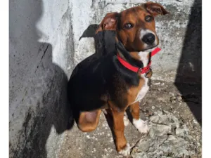 Cachorro raça SRD-ViraLata idade 2 a 6 meses nome Luffy