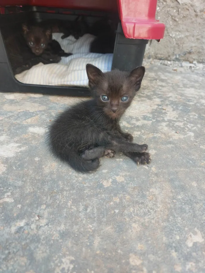 Gato ra a Exótico idade 2 a 6 meses nome Sem nome ainda