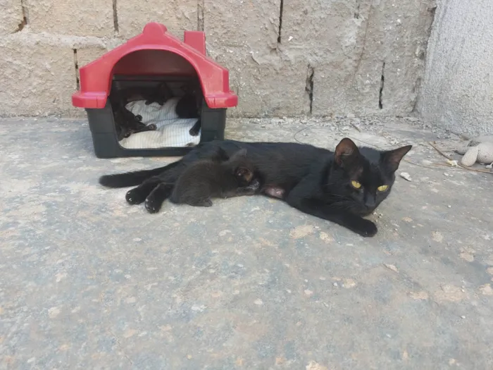 Gato ra a Exótico idade 2 a 6 meses nome Sem nome ainda