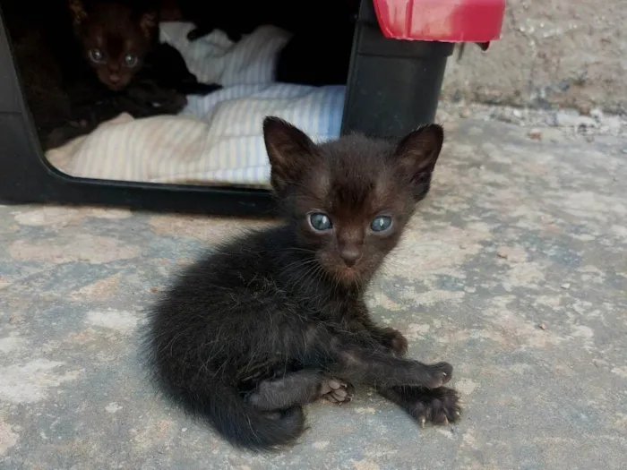 Gato ra a Exótico idade 2 a 6 meses nome Sem nome ainda
