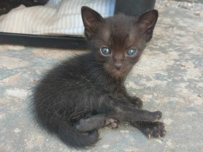 Gato ra a Exótico idade 2 a 6 meses nome Sem nome ainda