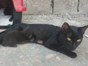 Gato raça Exótico idade 2 a 6 meses nome Sem nome ainda