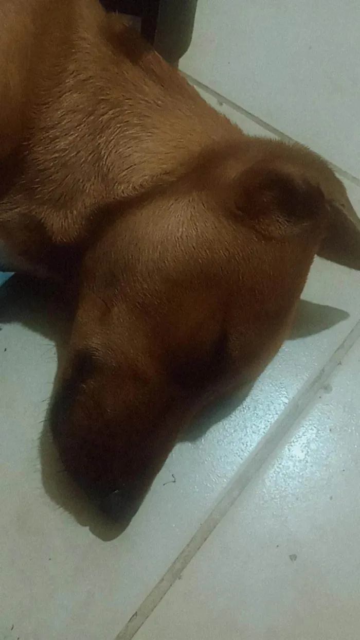 Cachorro ra a SRD-ViraLata idade 1 ano nome Sem nome ainda 