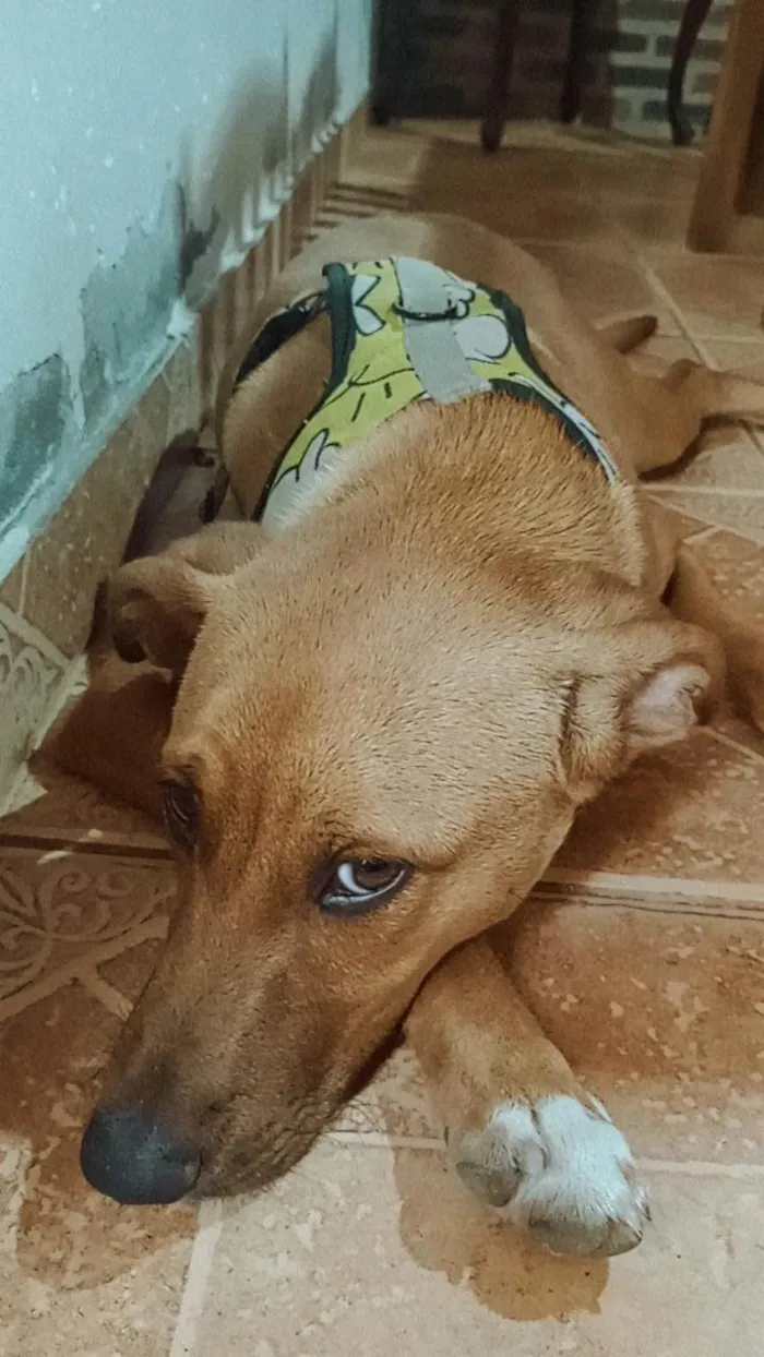 Cachorro ra a SRD-ViraLata idade 1 ano nome Sem nome ainda 