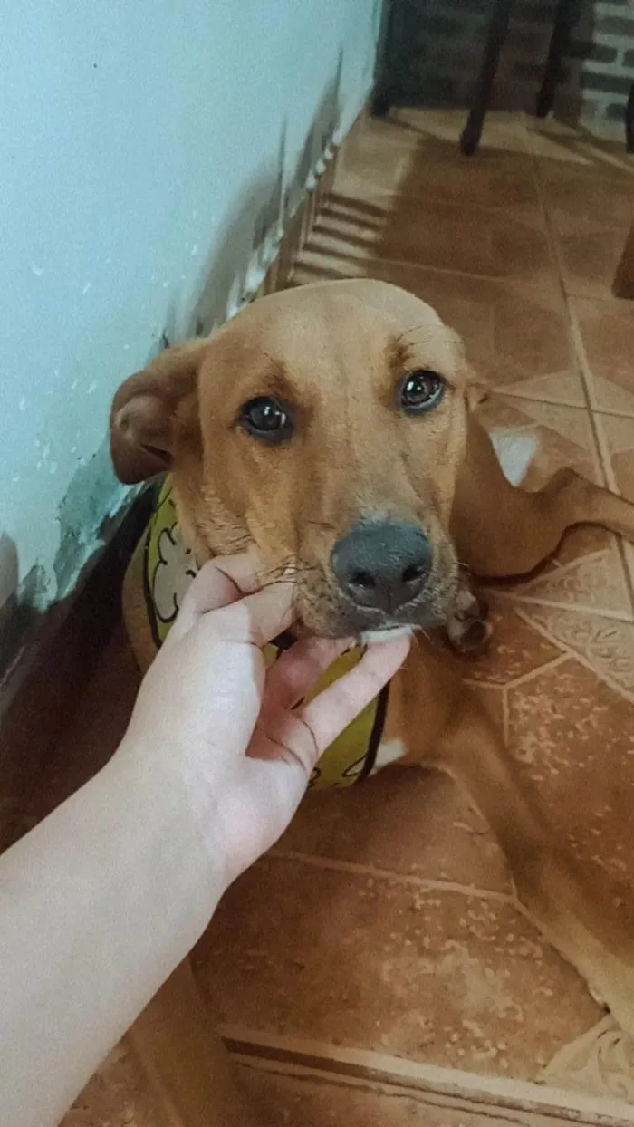 Cachorro ra a SRD-ViraLata idade 1 ano nome Sem nome ainda 