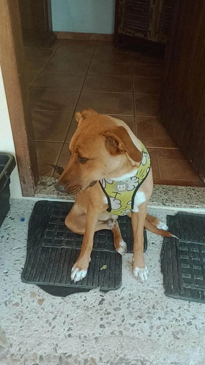 Cachorro ra a SRD-ViraLata idade 1 ano nome Sem nome ainda 