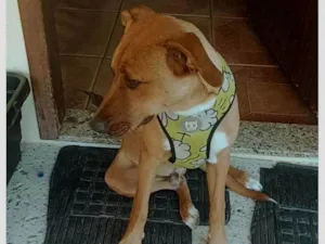 Cachorro raça SRD-ViraLata idade 1 ano nome Sem nome ainda 