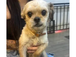 Cachorro raça Shitzu idade 4 anos nome não sei o nome dele 
