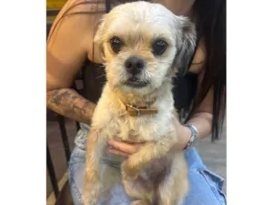 Cachorro raça Shitzu idade 4 anos nome não sei o nome dele 