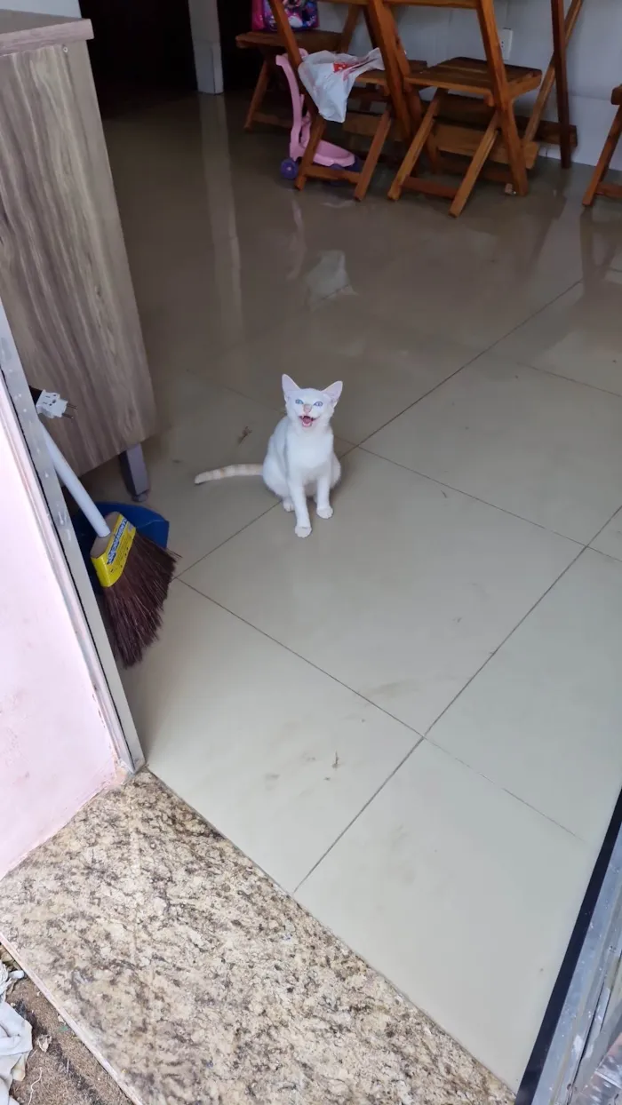 Gato ra a SRD-ViraLata idade 2 a 6 meses nome Flocos de neve