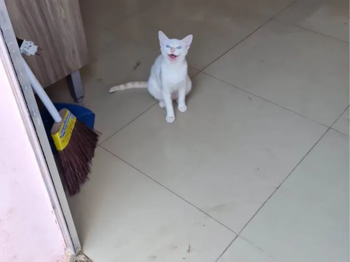 Gato ra a SRD-ViraLata idade 2 a 6 meses nome Flocos de neve
