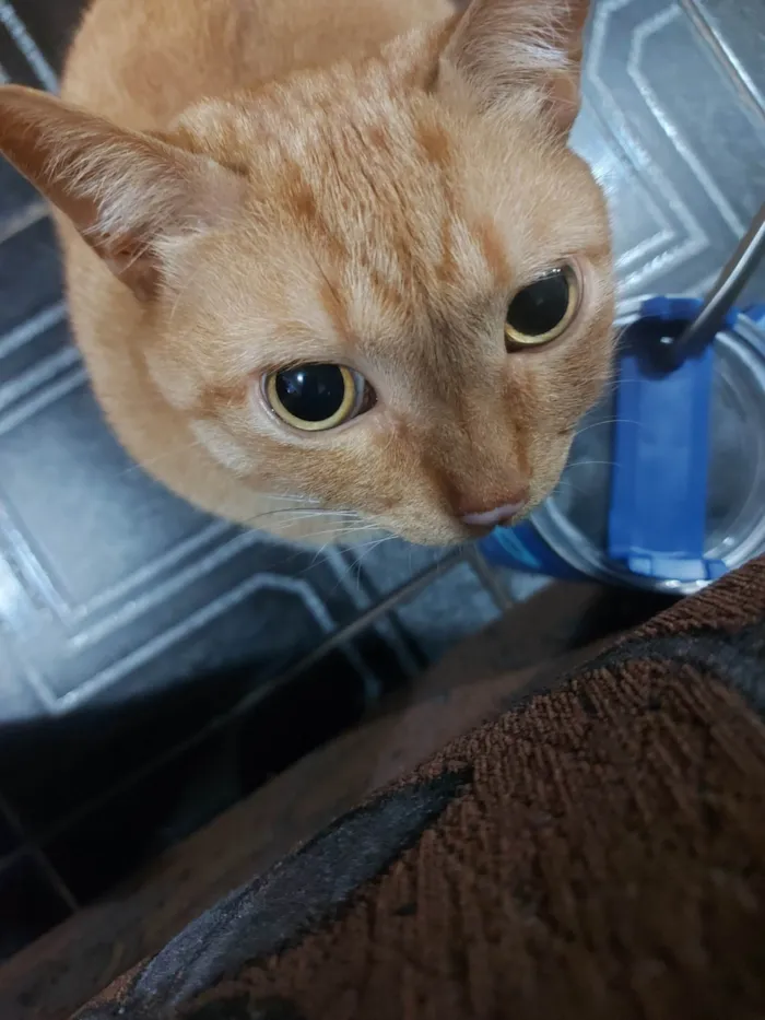 Gato ra a SRD-ViraLata idade 7 a 11 meses nome Fabiola Morais Florentino