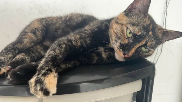 Gato ra a SRD-ViraLata idade 3 anos nome BEATRIZ E BIANCA