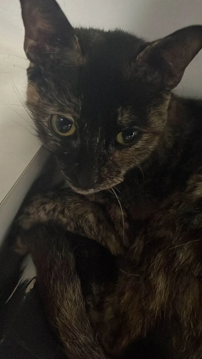 Gato ra a SRD-ViraLata idade 3 anos nome BEATRIZ E BIANCA