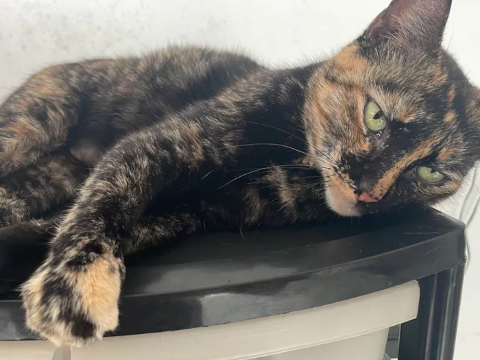 Gato ra a SRD-ViraLata idade 3 anos nome BEATRIZ E BIANCA