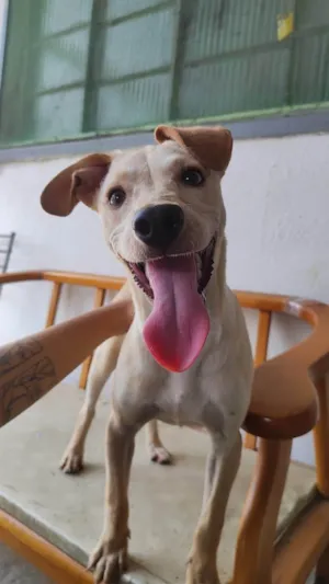 Cachorro raça SRD-ViraLata idade 7 a 11 meses nome Nala
