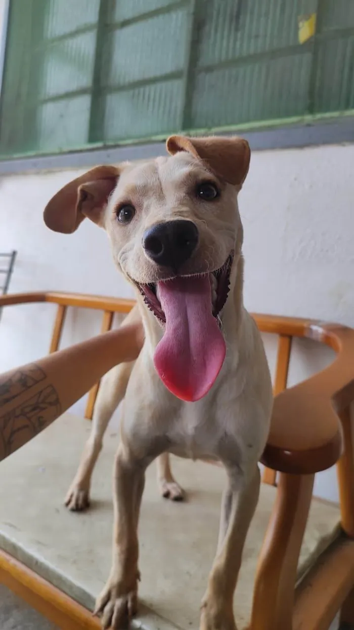Cachorro ra a SRD-ViraLata idade 1 ano nome Nala