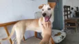 Nala