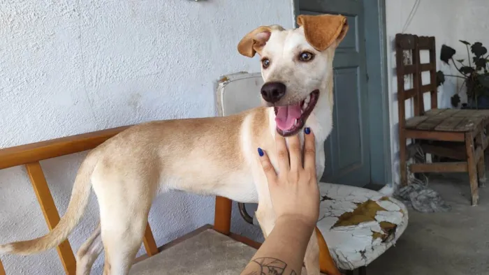 Cachorro ra a SRD-ViraLata idade 1 ano nome Nala