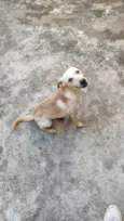 Nala