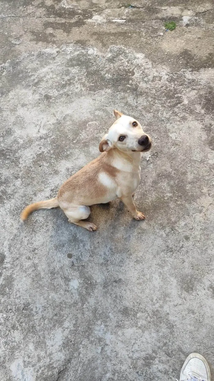 Cachorro ra a SRD-ViraLata idade 1 ano nome Nala