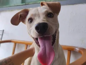 Cachorro raça SRD-ViraLata idade 1 ano nome Nala