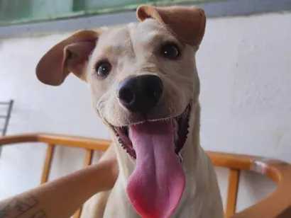 Cachorro raça SRD-ViraLata idade 1 ano nome Nala