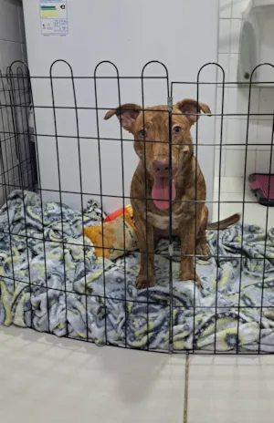 Cachorro raça SRD-ViraLata idade 7 a 11 meses nome Mel