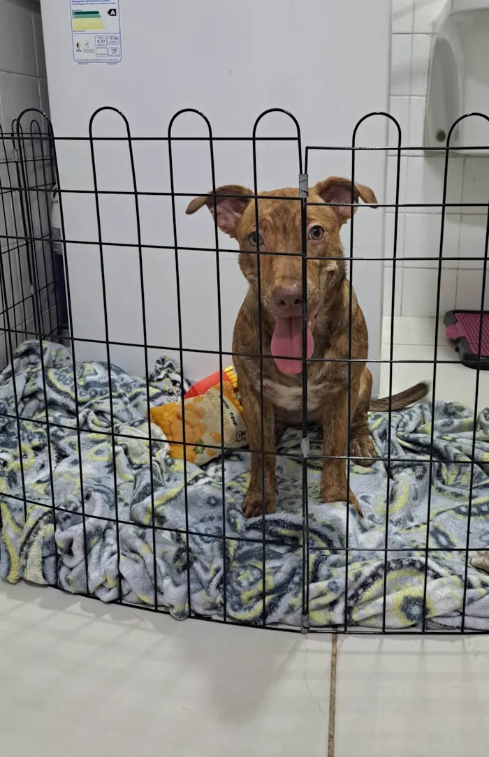 Cachorro ra a SRD-ViraLata idade 7 a 11 meses nome Mel