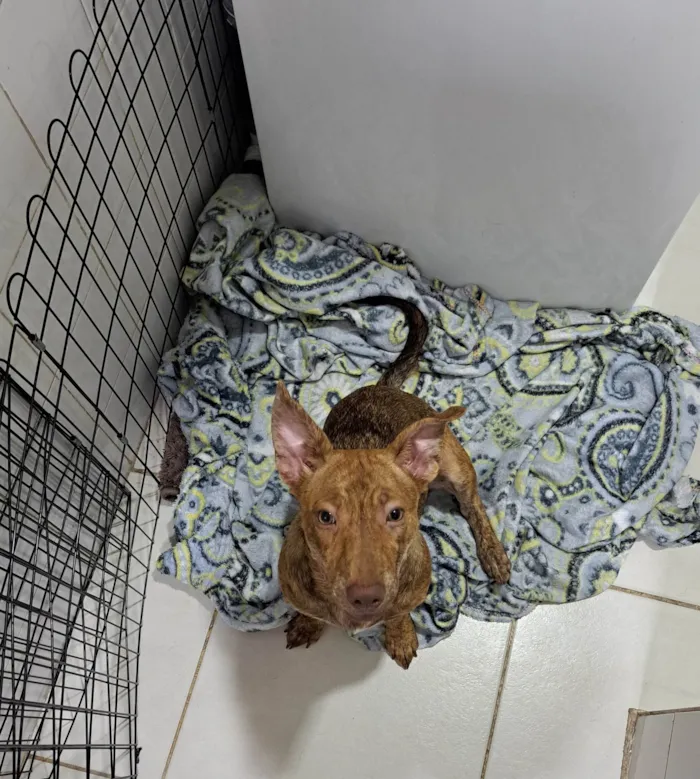 Cachorro ra a SRD-ViraLata idade 7 a 11 meses nome Mel