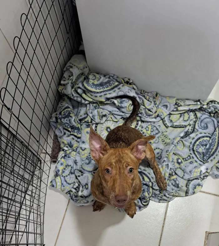 Cachorro ra a SRD-ViraLata idade 7 a 11 meses nome Mel
