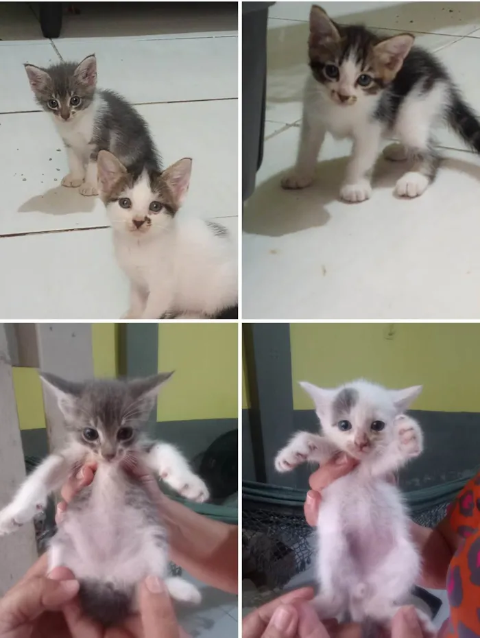 Gato ra a SRD-ViraLata idade 2 a 6 meses nome Meninas lindas 
