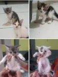 Meninas lindas