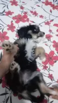 Pipoca 